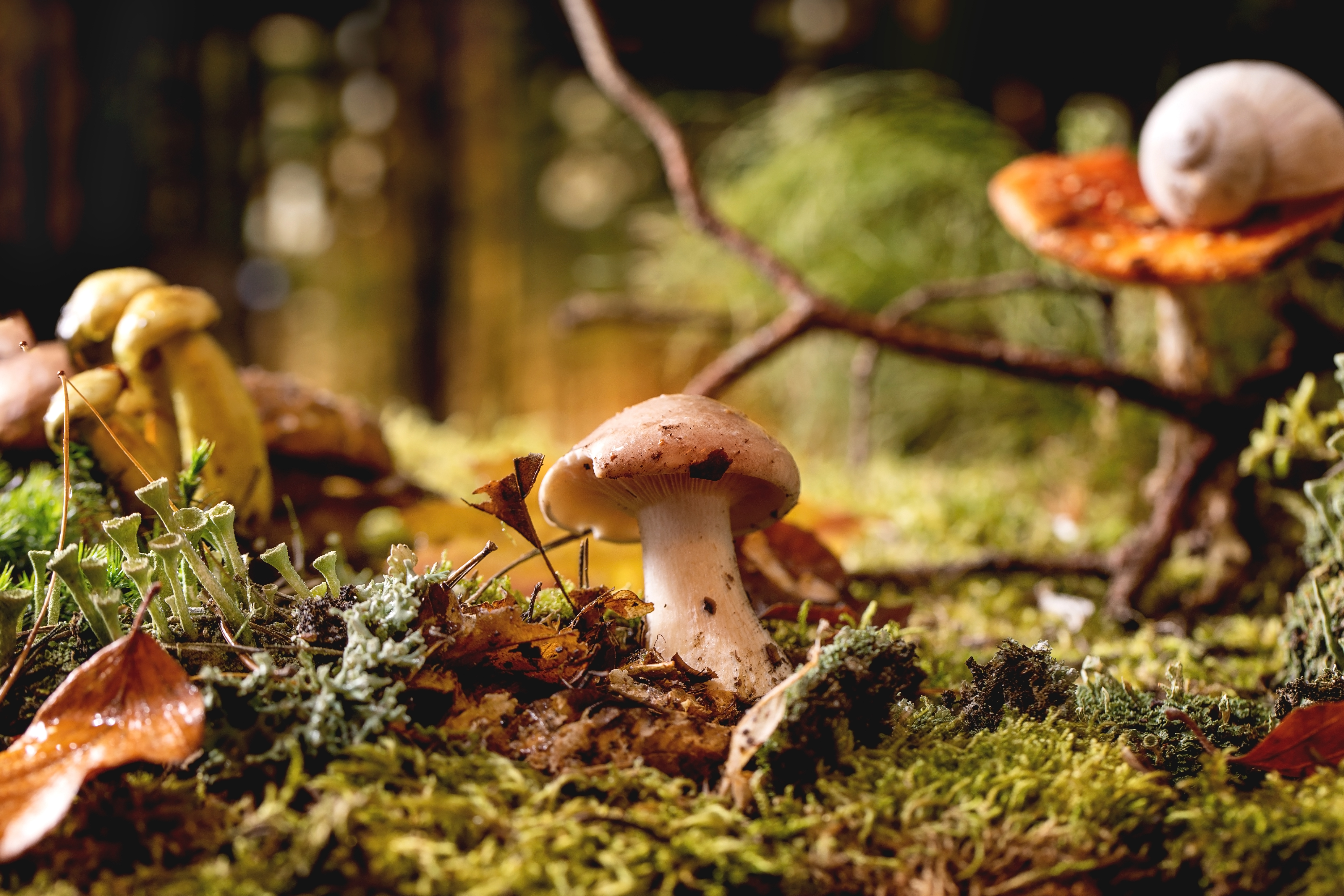 Sunlit enchanted forest clearing